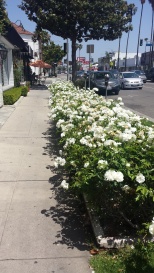 The Roses on the Sidewalk by Luckyscent